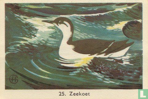 Zeekoet - Bild 1