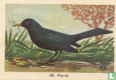 Merel - Image 1
