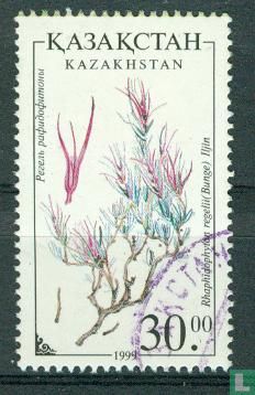 Flora