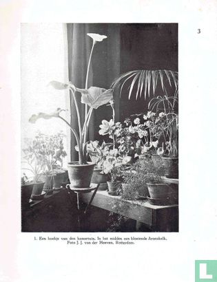 Kamerplanten - Image 3