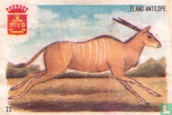 Eland Antilope