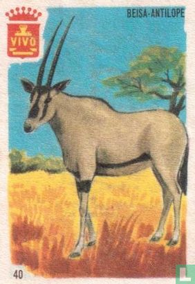 Beisa Antilope