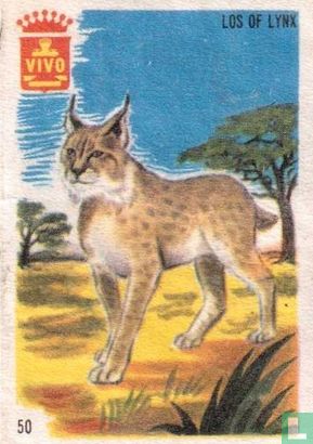 Los of Lynx