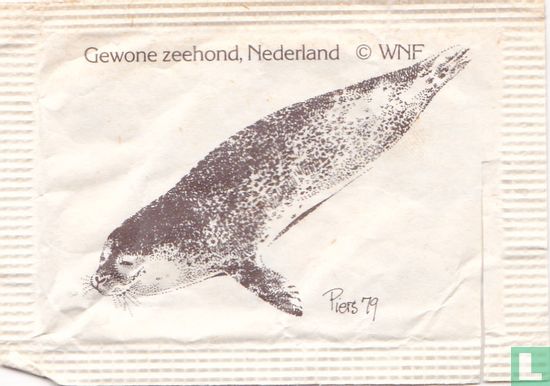 Gewone zeehond, Nederland - Afbeelding 1