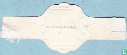 Struisvogel - Image 2