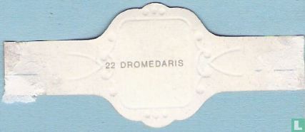 Dromedaris - Afbeelding 2