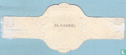 Kameel - Afbeelding 2