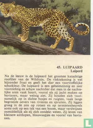 Luipaard - Afbeelding 1