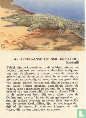 Afrikaanse of Nijl krokodil