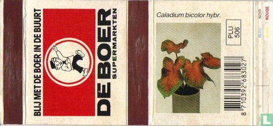 De Boer - Caladium bicolor hybr.