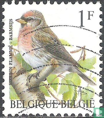 Common redpoll - Image 1
