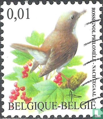 Common nightingale - Image 1