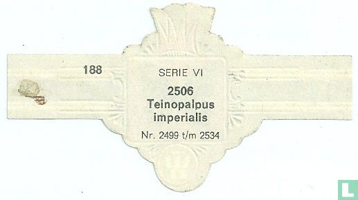 Teinopalpus imperialis - Afbeelding 2