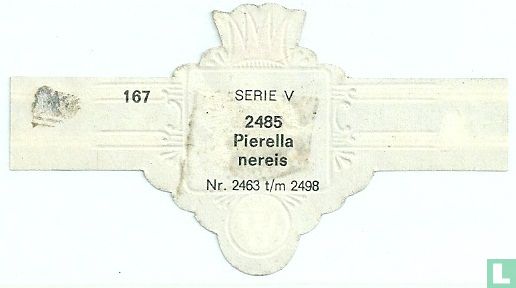Pierella nereis - Image 2