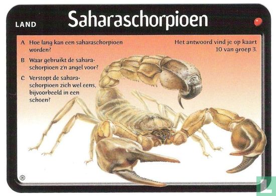Saharaschorpioen - Image 1