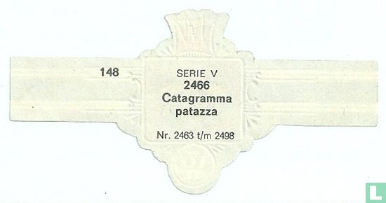Catagramma patazza - Afbeelding 2