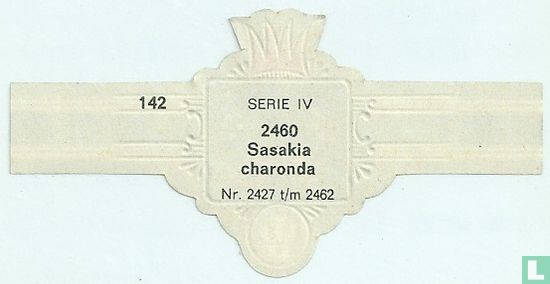 Sasakia charonda - Afbeelding 2