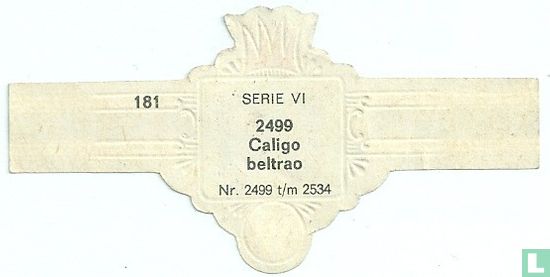 Caligo beltrao - Image 2