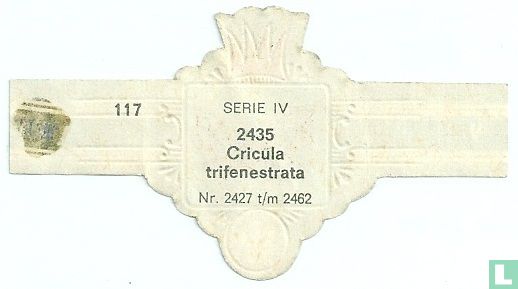 Cricula trifnestrata - Image 2