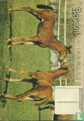 Ponyclub 41 - Image 2