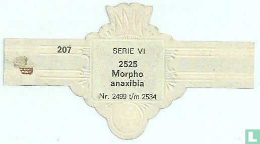 Morpho anaxibia - Image 2