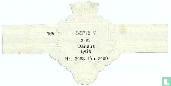 Danaus tytia - Afbeelding 2
