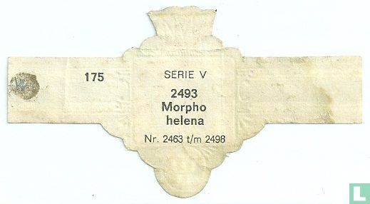Morpha helena - Image 2