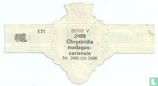 Chrysiridia madagascariensis - Afbeelding 2