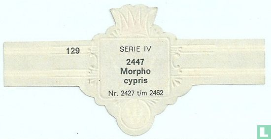 Morpho cypris - Bild 2
