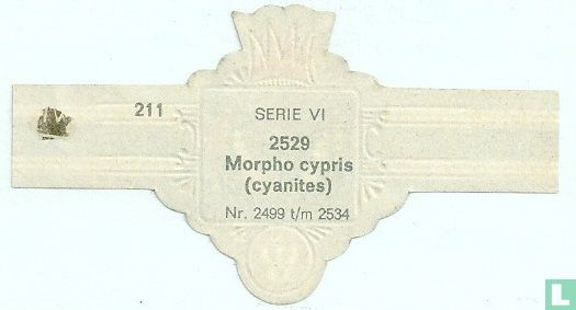 Morpho cypris - Afbeelding 2