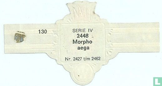 Morpho aeya - Afbeelding 2