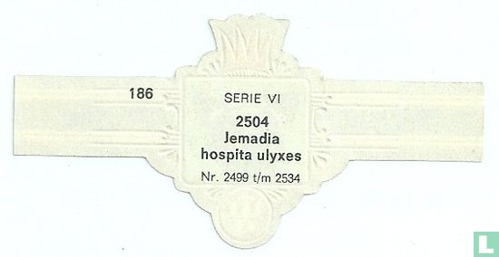 Jemadia hospita ulyxes - Image 2