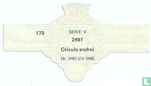 Cricula andrei - Afbeelding 2