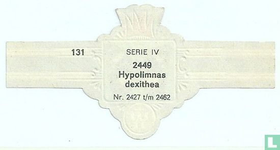 Hypolimnas dexithea - Afbeelding 2
