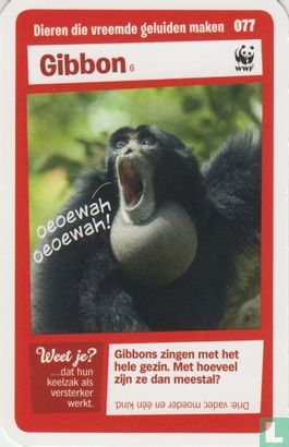 Gibbon - Bild 1