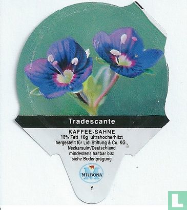 Heimische Blumen - Tradescante