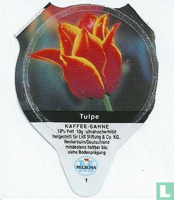 Heimische Blumen - Tulpe
