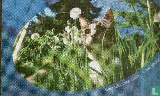 Kat in gras