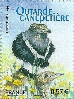 Outarde canepetière