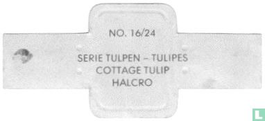 Cottage Tulip - Halcro - Image 2