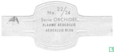 Blauwe Acacallis - Image 2