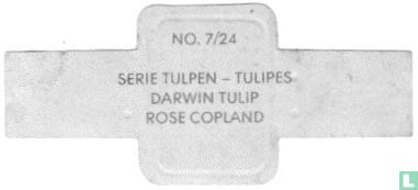 Darwin Tulip - Rose Copland - Bild 2