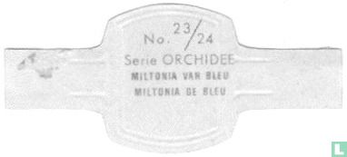 Miltonia van Bleu - Image 2