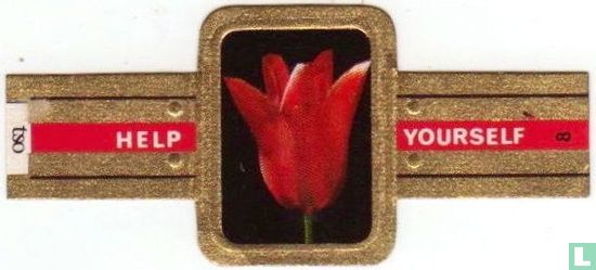 Lily-Flowered Tulip - Red Shine - Bild 1