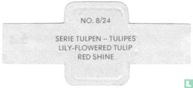 Lily-Flowered Tulip - Red Shine - Bild 2