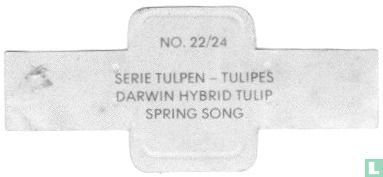Darwin Hybrid Tulip - Spring Song - Afbeelding 2