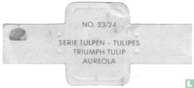 Triumph Tulip - Aureola - Bild 2