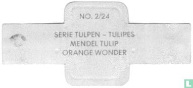 Mendel Tulip - Orange wonder - Afbeelding 2