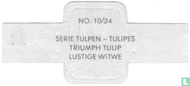 Triumph Tulip - Lustige Witwe - Bild 2