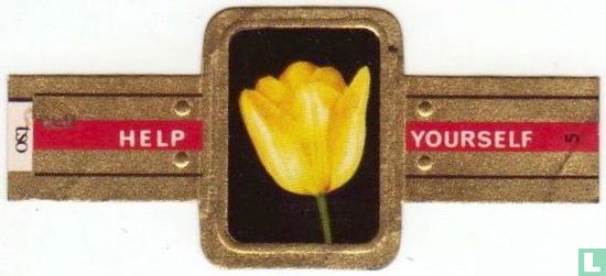 Darwin Tulip - Golden Age - Bild 1